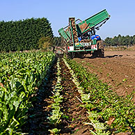 Field with cultivated chicory plants being raised by tractor with harvester